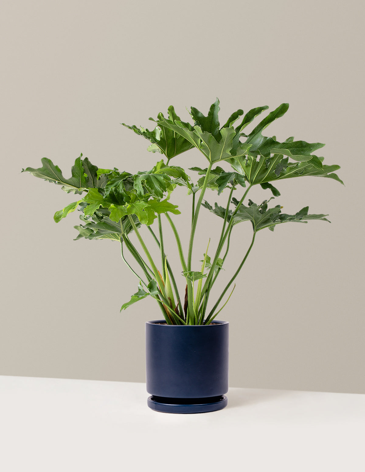  Large Philodendron Selloum ‘Hope’