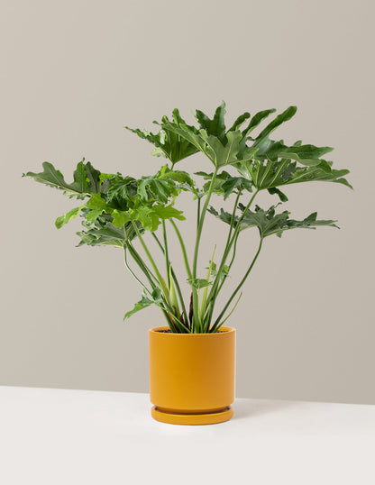 Large Philodendron Selloum ‘Hope’
