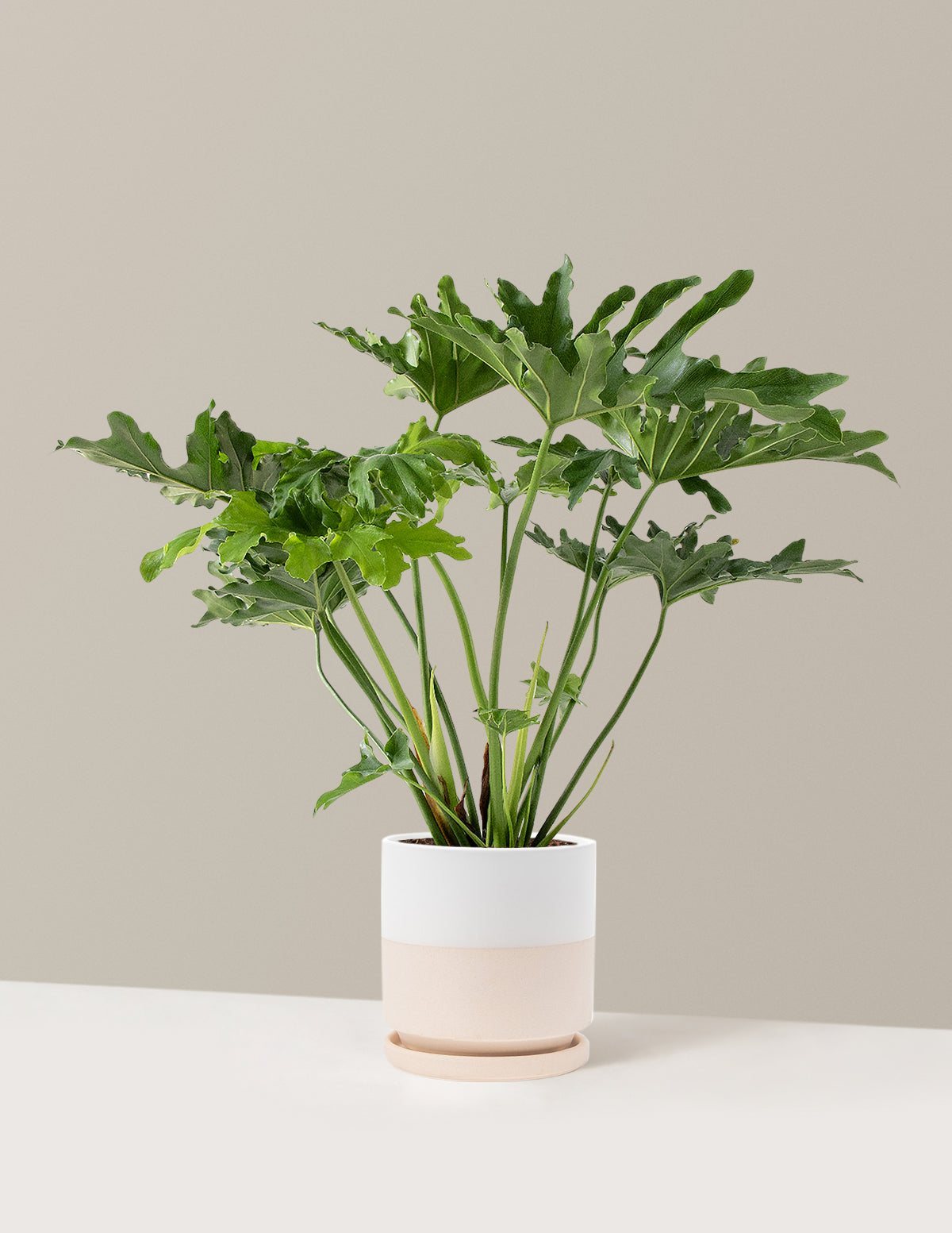  Large Philodendron Selloum ‘Hope’