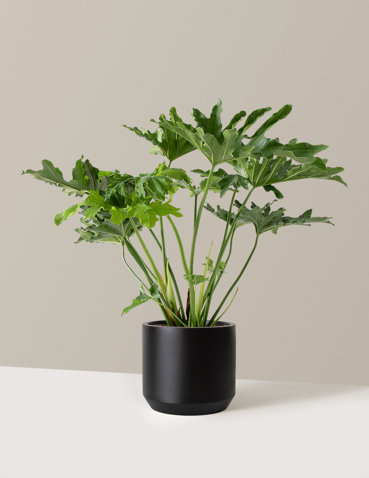  Large Philodendron Selloum ‘Hope’