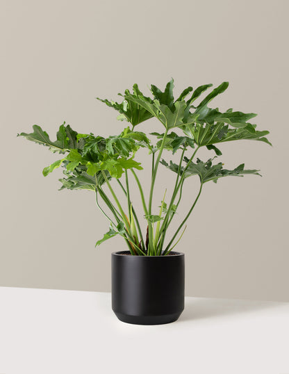  Large Philodendron Selloum ‘Hope’