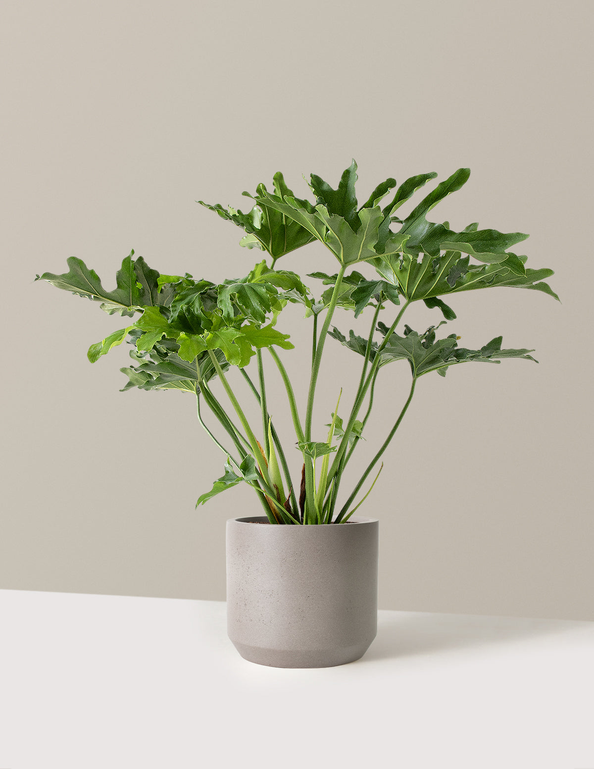  Large Philodendron Selloum ‘Hope’