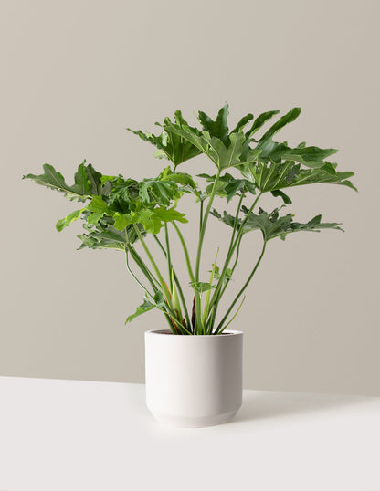  Large Philodendron Selloum ‘Hope’