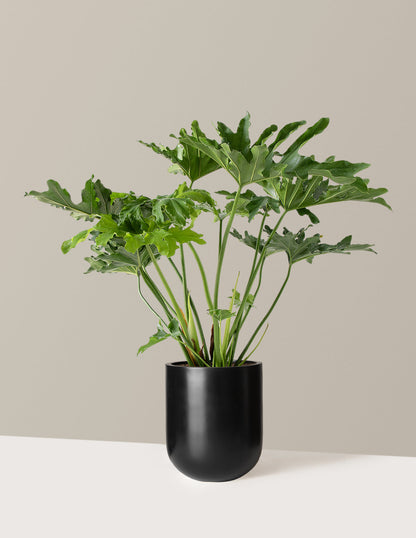  Large Philodendron Selloum ‘Hope’