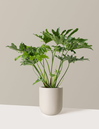  Large Philodendron Selloum ‘Hope’