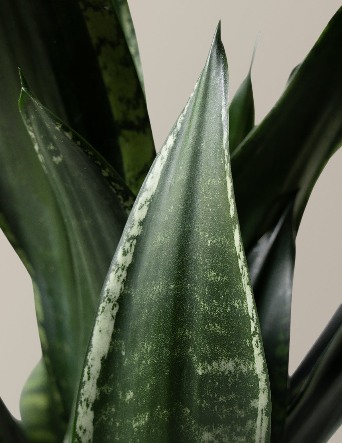  Snake Plant Silver Flame