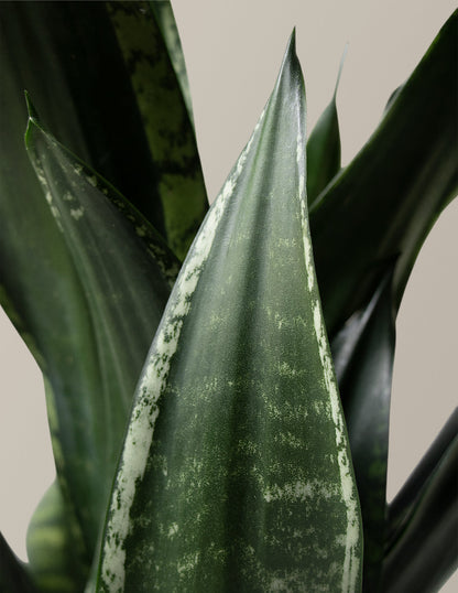  Snake Plant Silver Flame