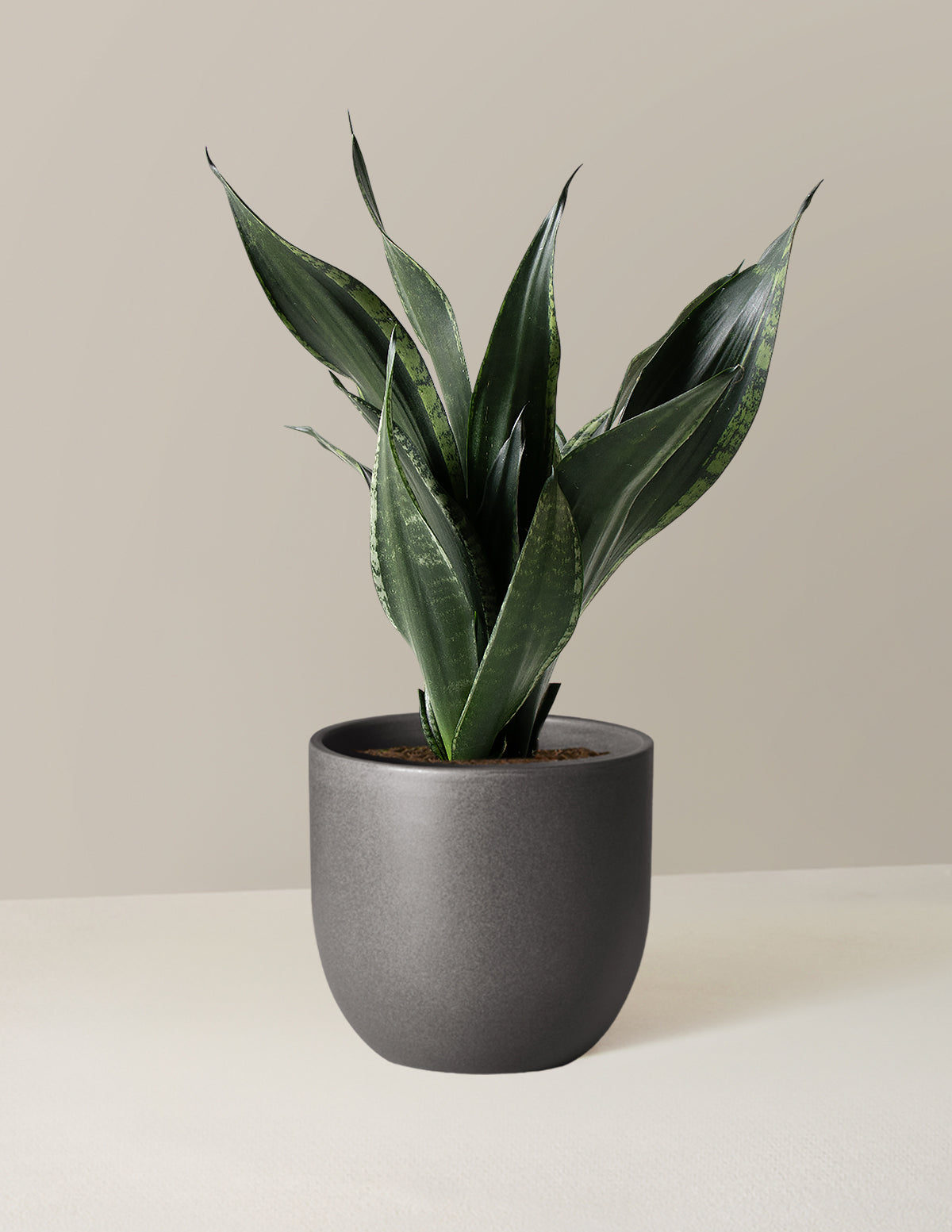  Snake Plant Silver Flame