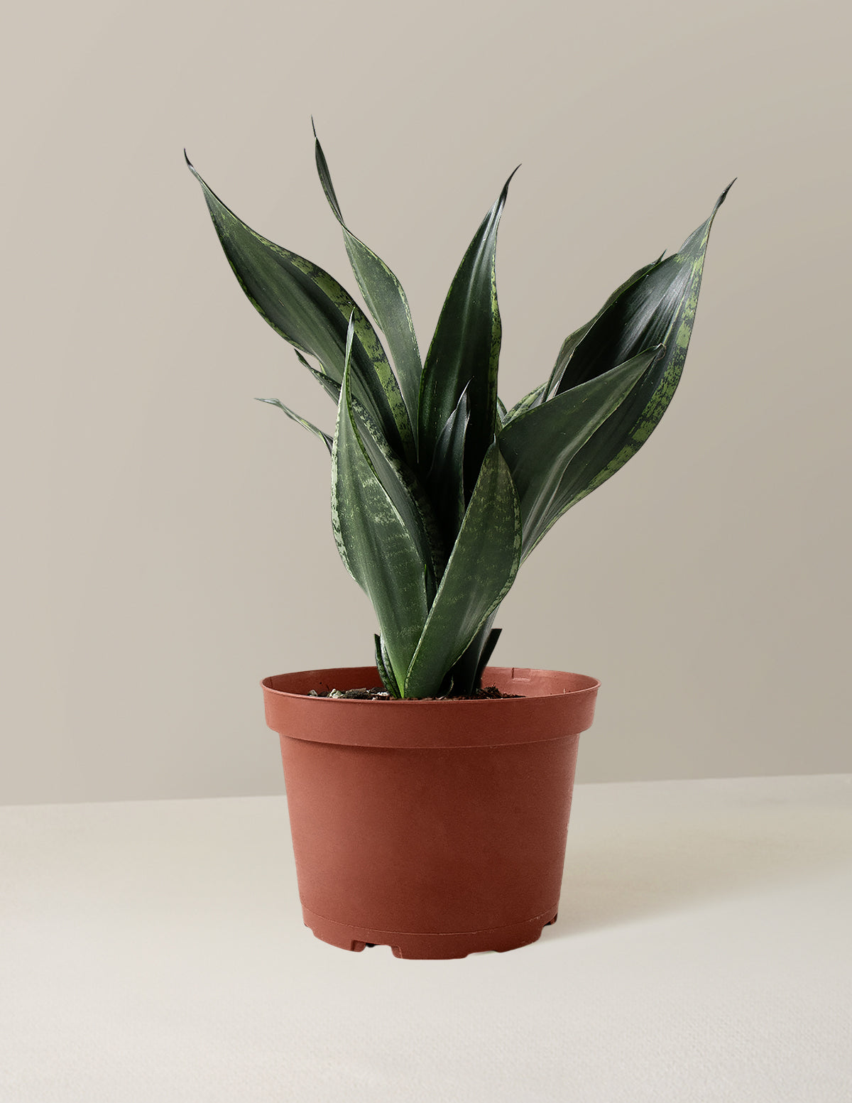  Snake Plant Silver Flame