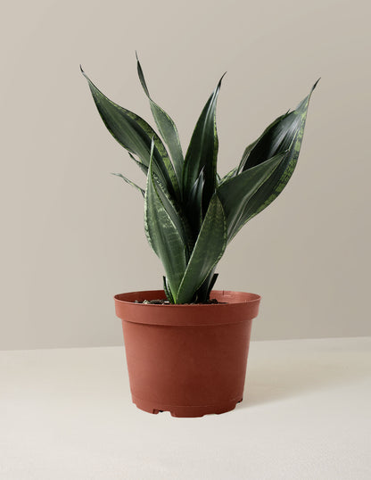 Snake Plant Silver Flame