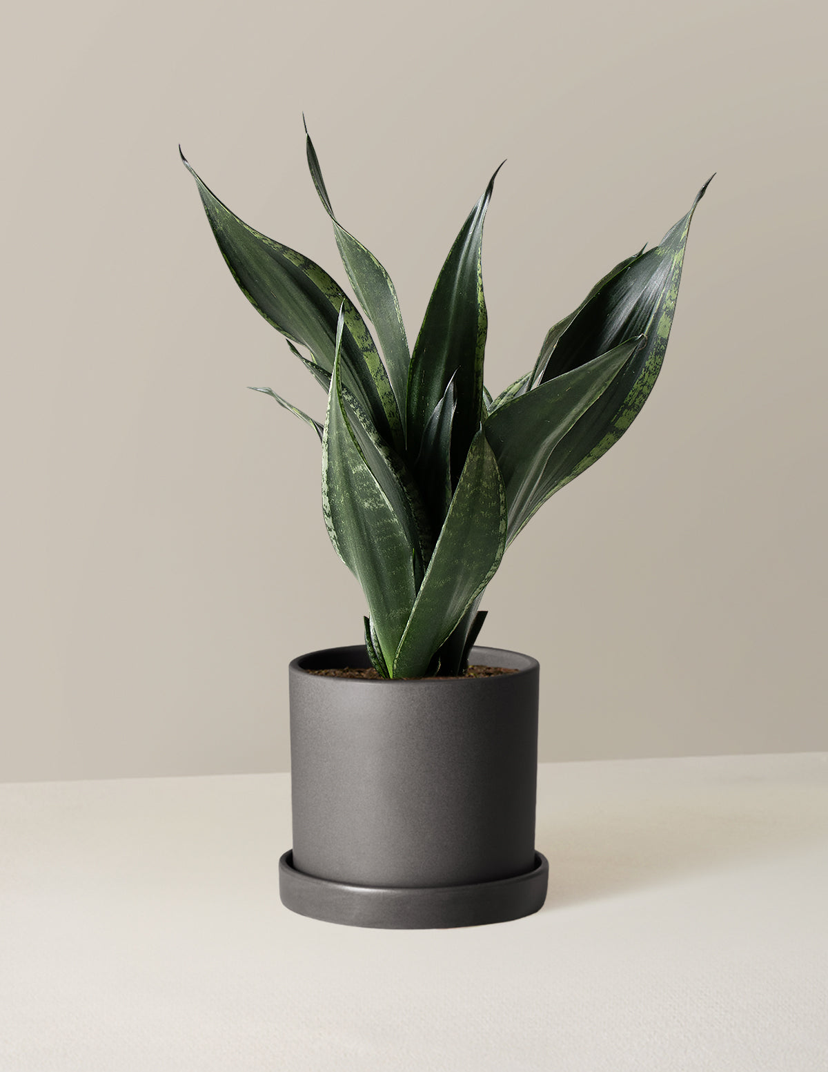  Snake Plant Silver Flame