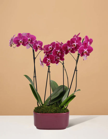  Large Double Orchid