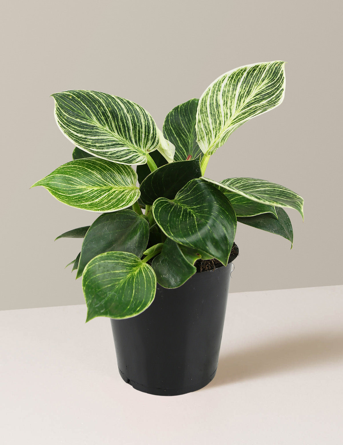  Philodendron Birkin