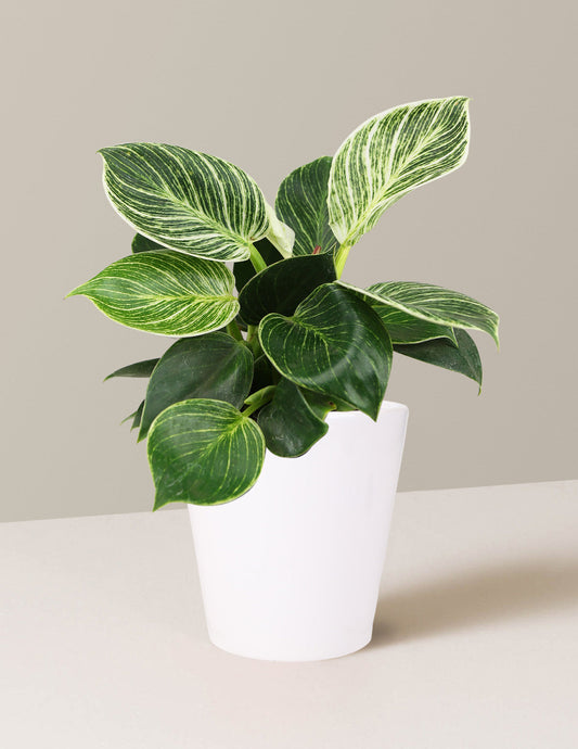  Philodendron Birkin