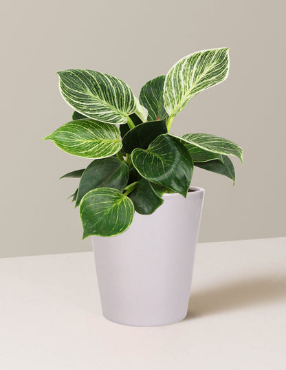  Philodendron Birkin