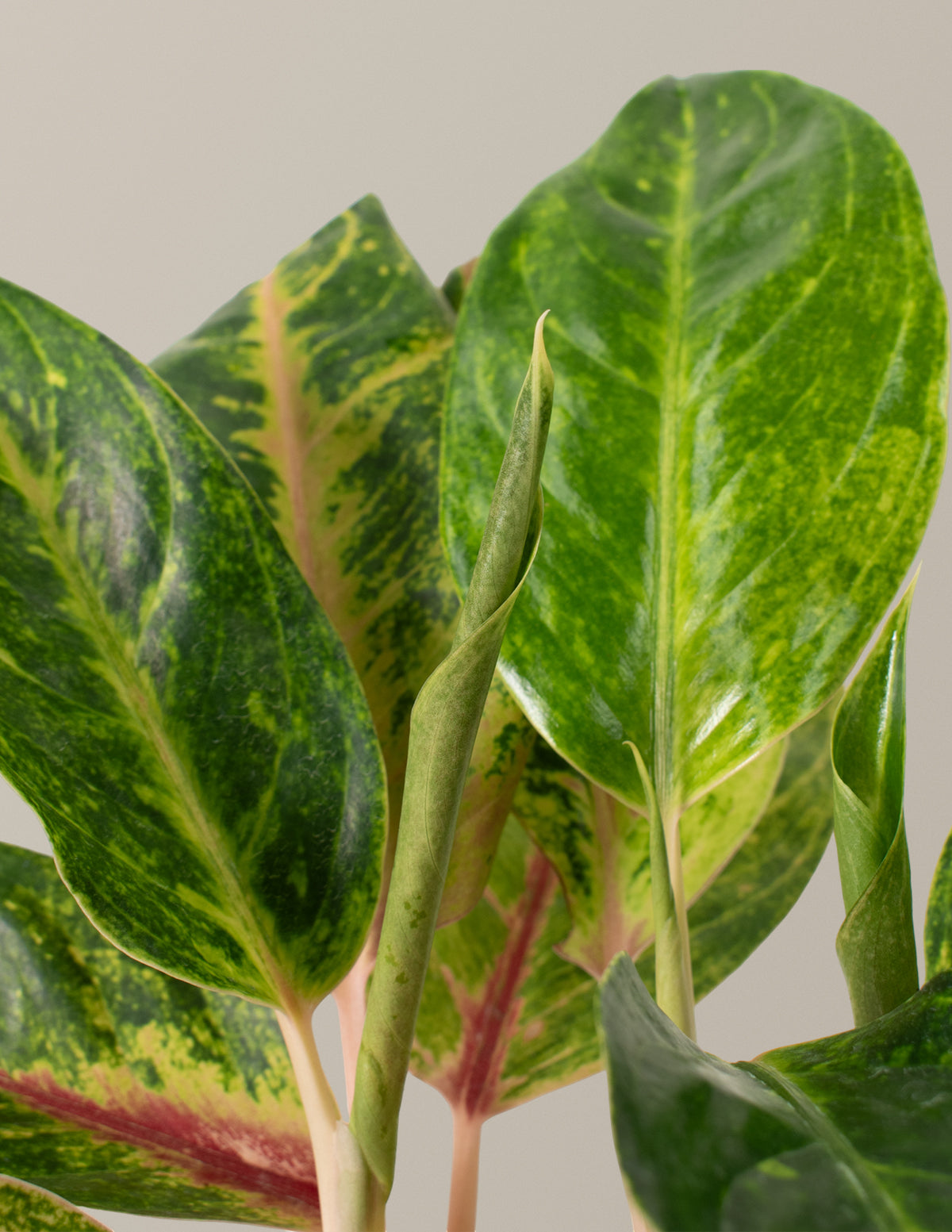  Aglaonema Green Papaya