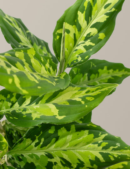  Aglaonema Pictum Tricolor