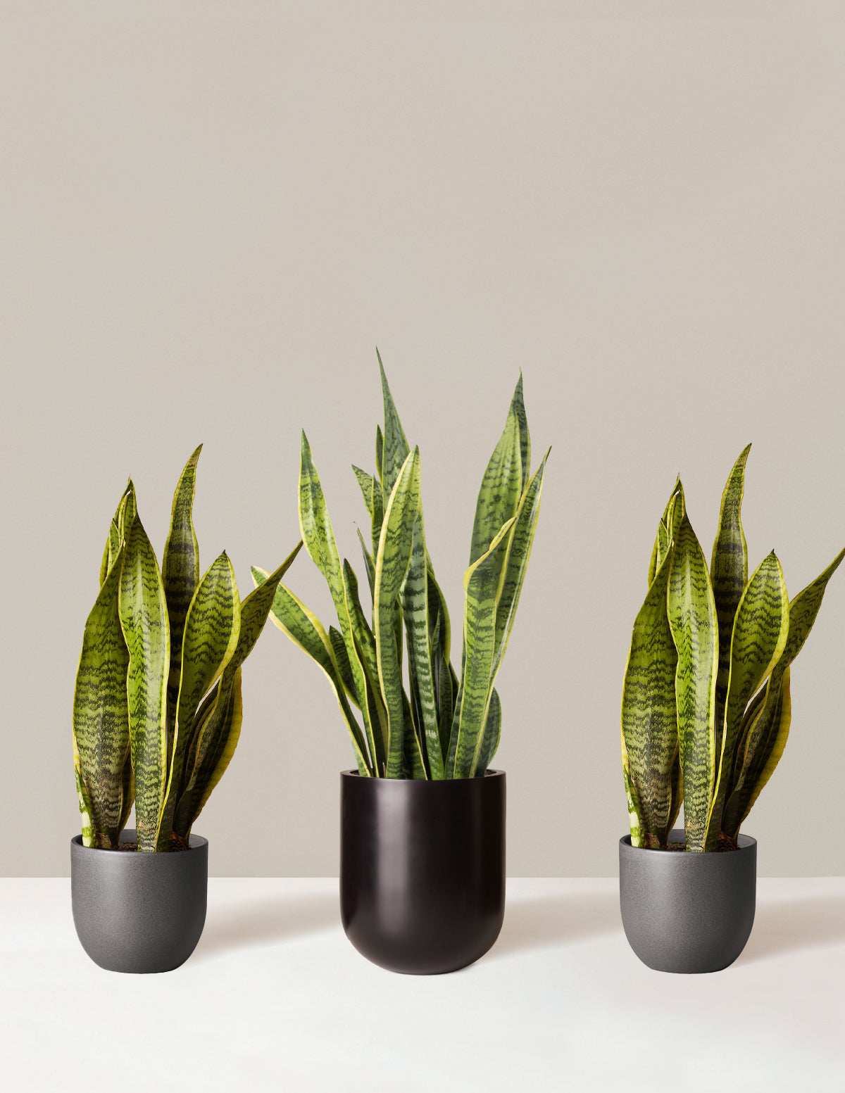  Air Purifying Trio