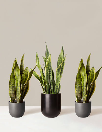  Air Purifying Trio