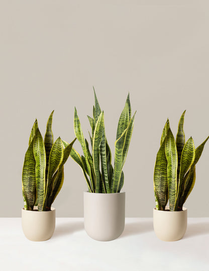  Air Purifying Trio