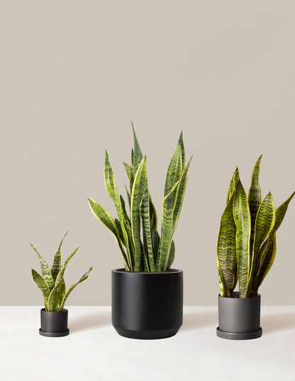  Air Purifying Trio