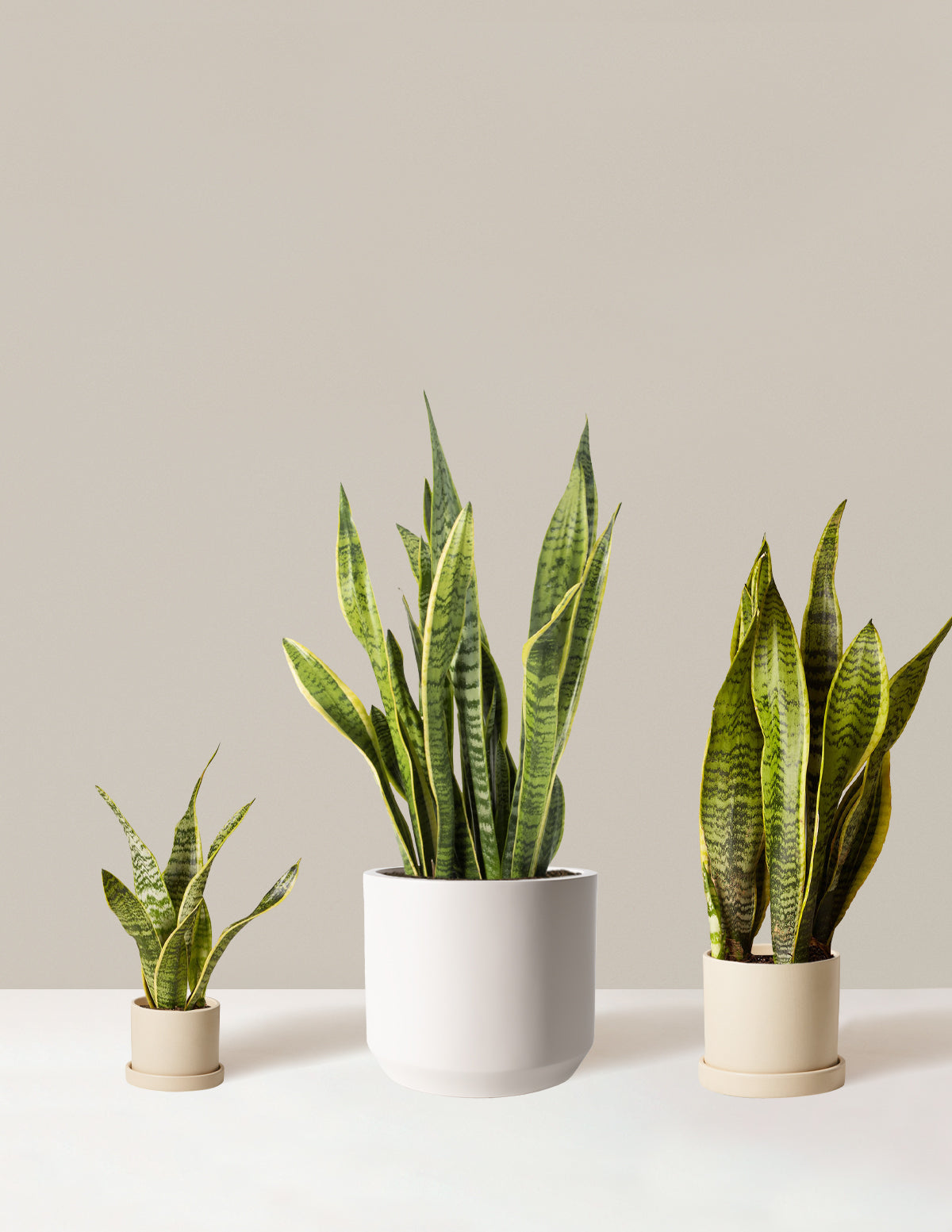  Air Purifying Trio