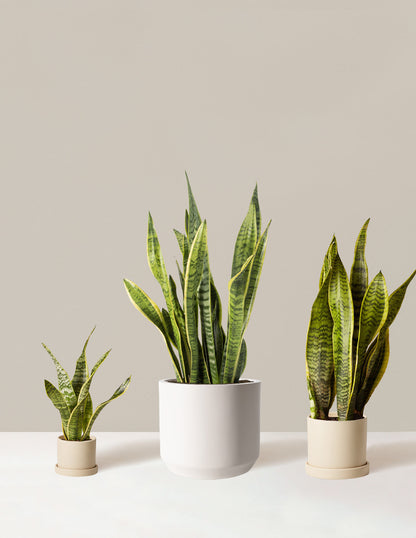  Air Purifying Trio