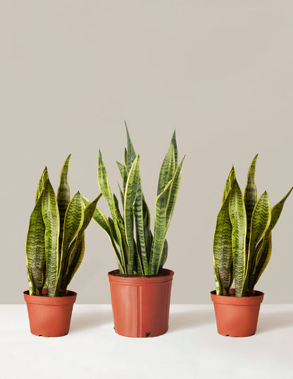  Air Purifying Trio