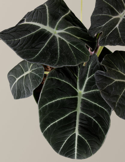  Alocasia 'Black Velvet'