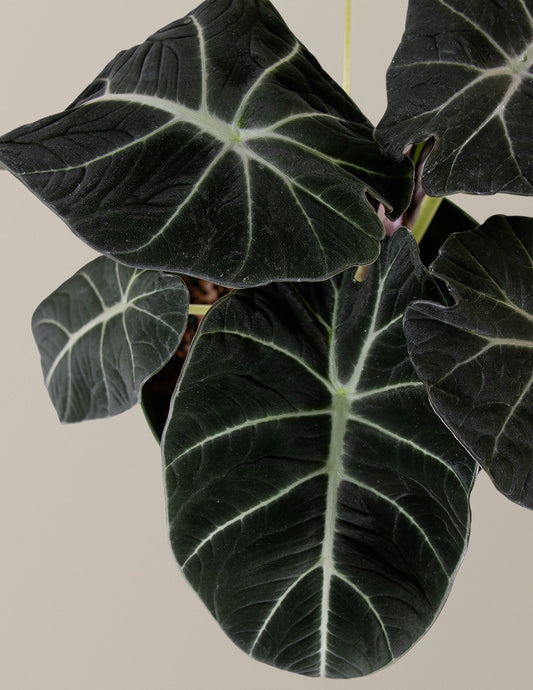  Alocasia 'Black Velvet'