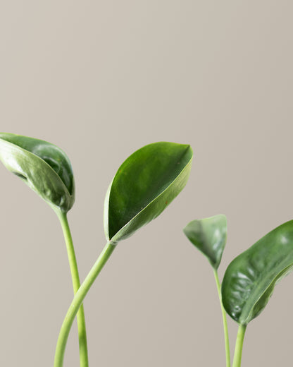  Alocasia Tiny Dancer