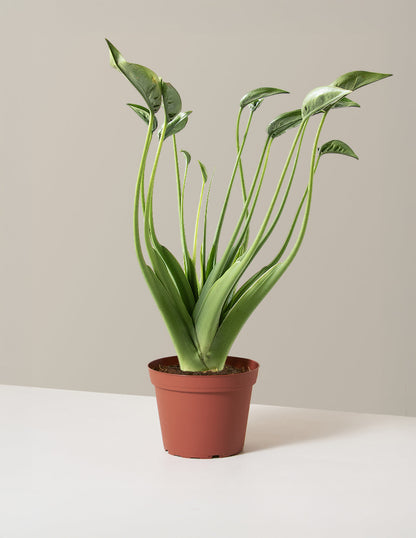  Alocasia Tiny Dancer