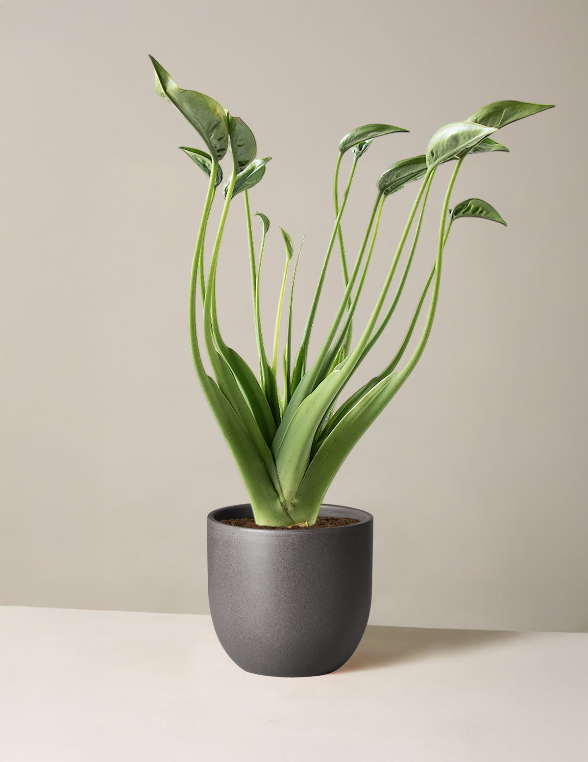  Alocasia Tiny Dancer