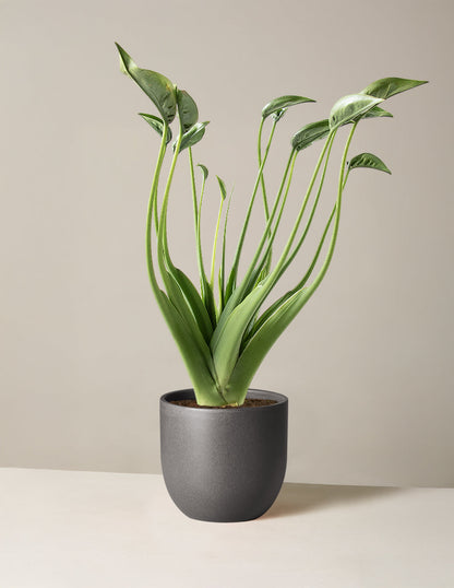  Alocasia Tiny Dancer