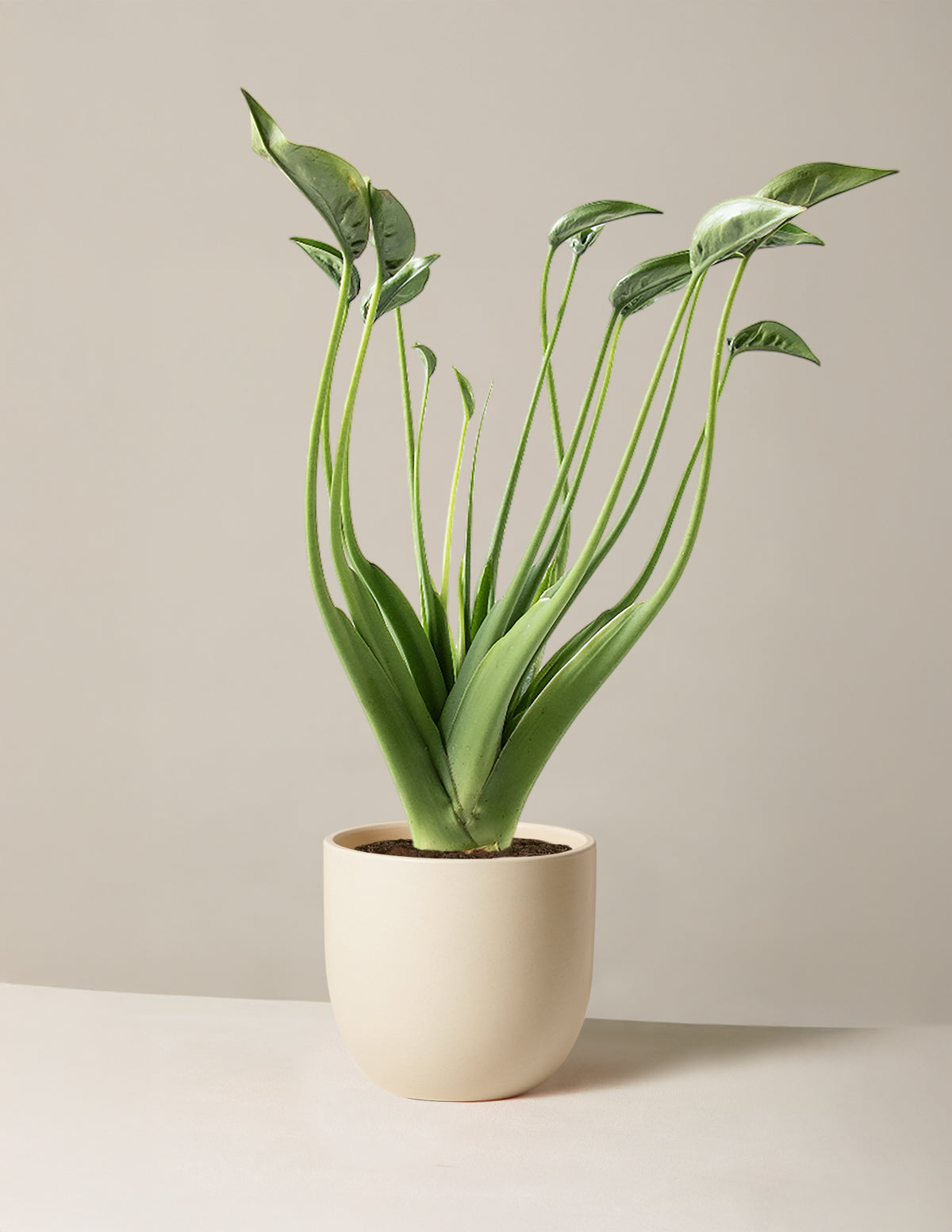  Alocasia Tiny Dancer