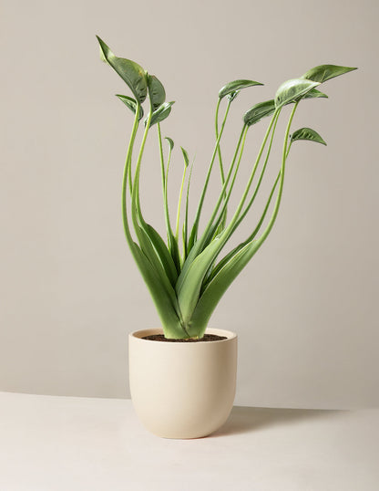  Alocasia Tiny Dancer