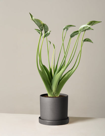  Alocasia Tiny Dancer