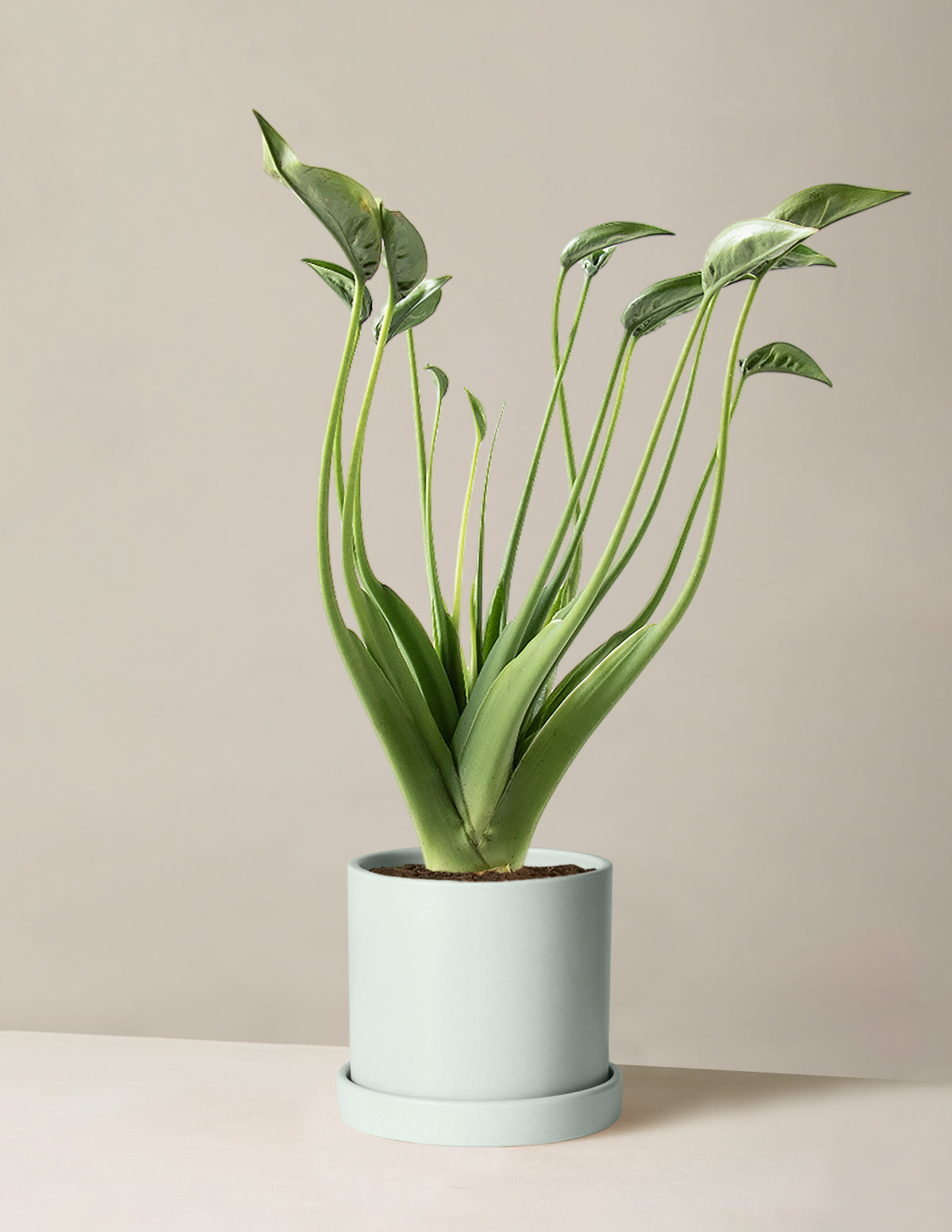  Alocasia Tiny Dancer