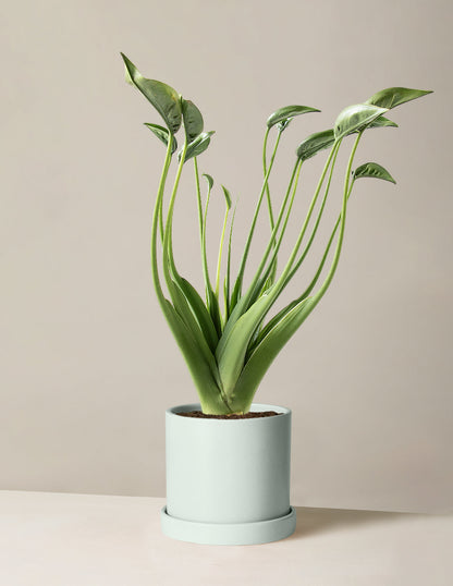  Alocasia Tiny Dancer