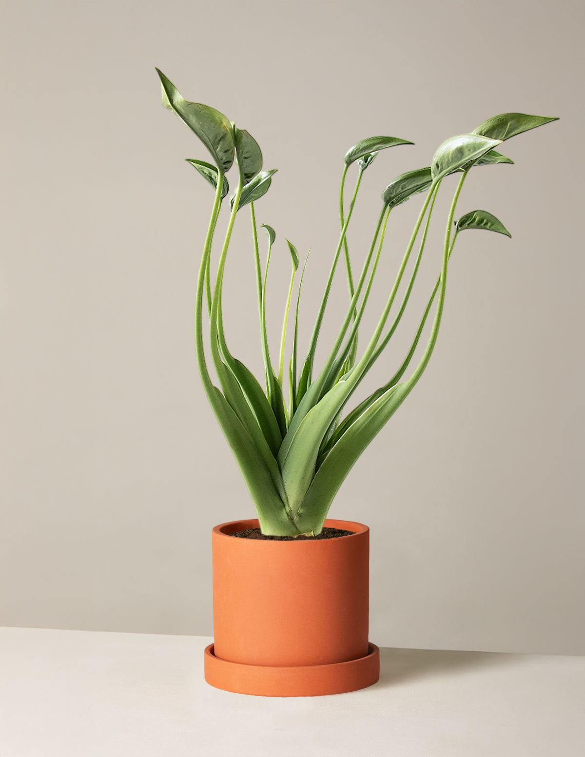  Alocasia Tiny Dancer