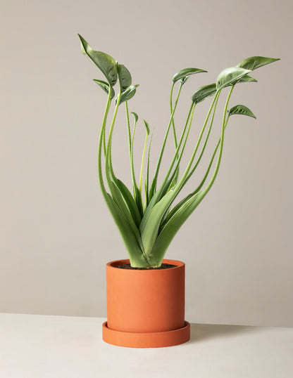  Alocasia Tiny Dancer