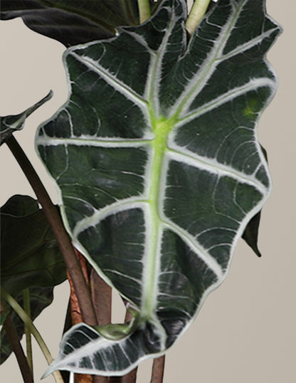  Alocasia Amazonica