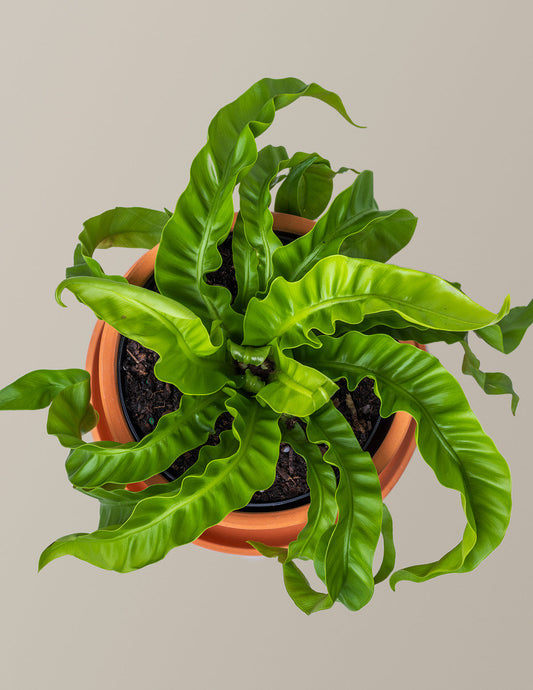  Hurricane Fern