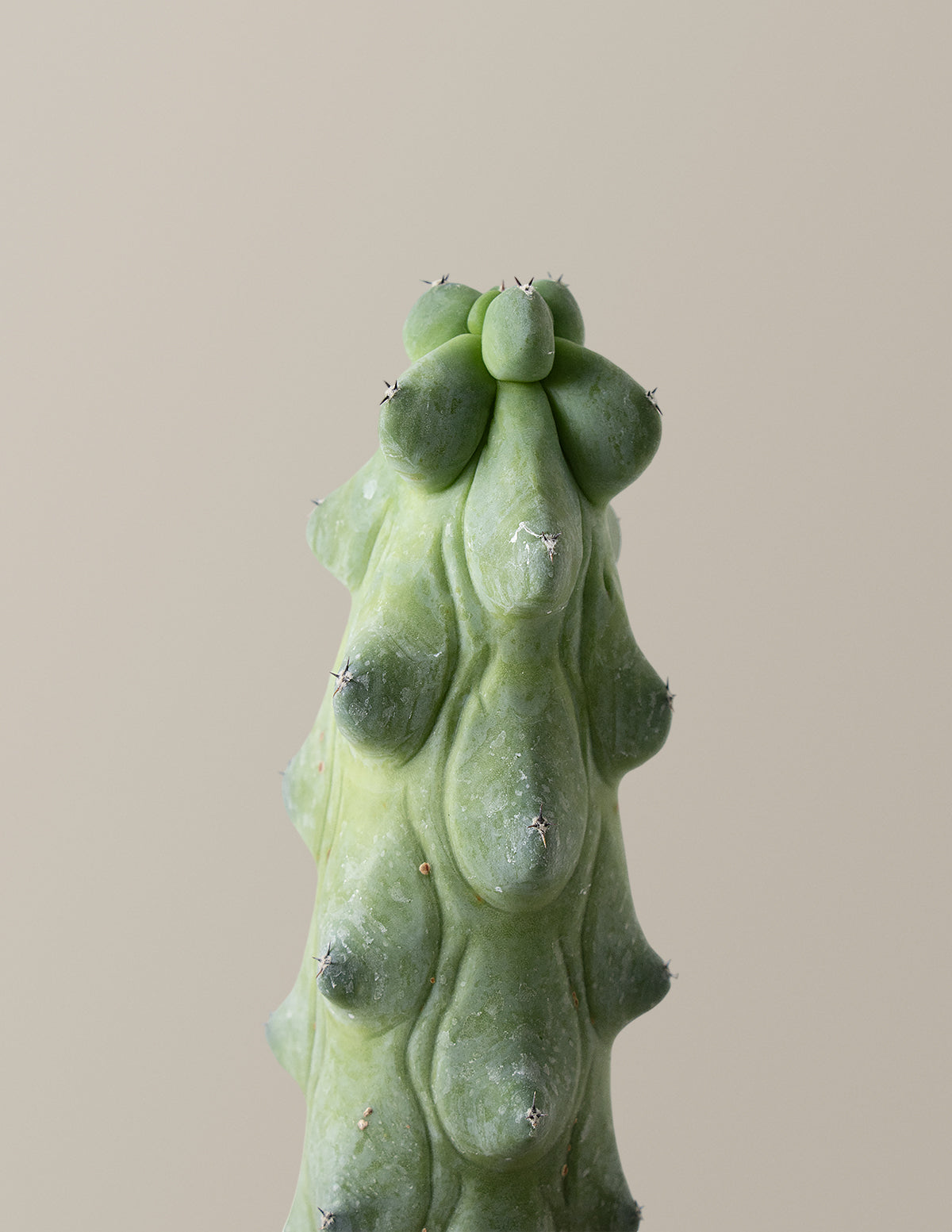  Myrtillocactus Geometrizans 'Boobie Cactus'
