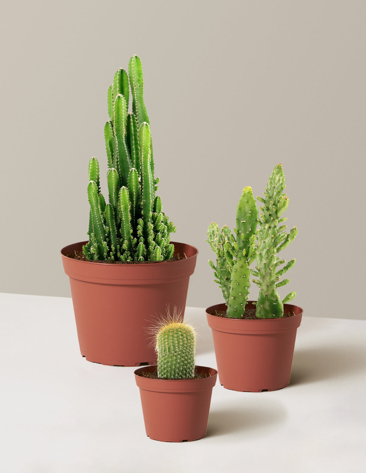  Desert Garden Cacti Trio