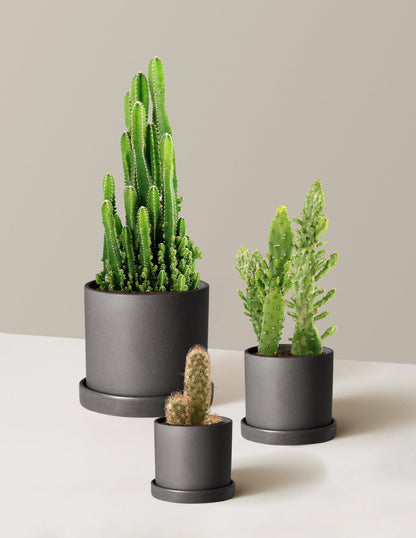  Desert Garden Cacti Trio