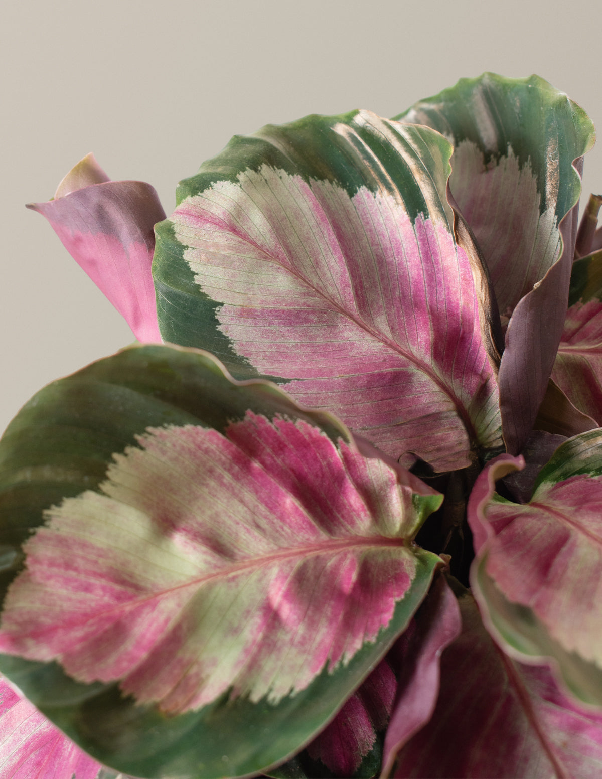 Calathea Rosy