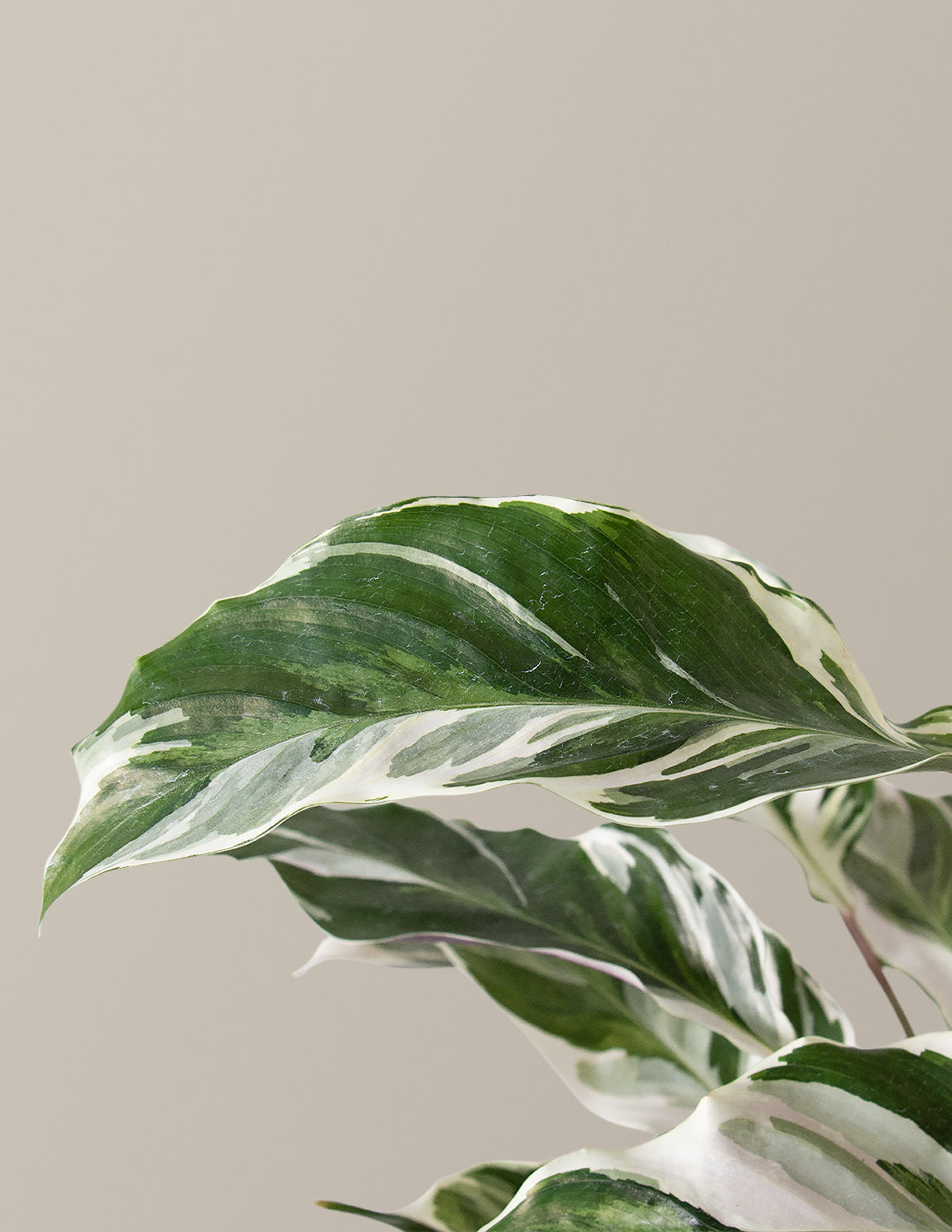 Calathea White Fusion