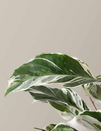  Calathea White Fusion