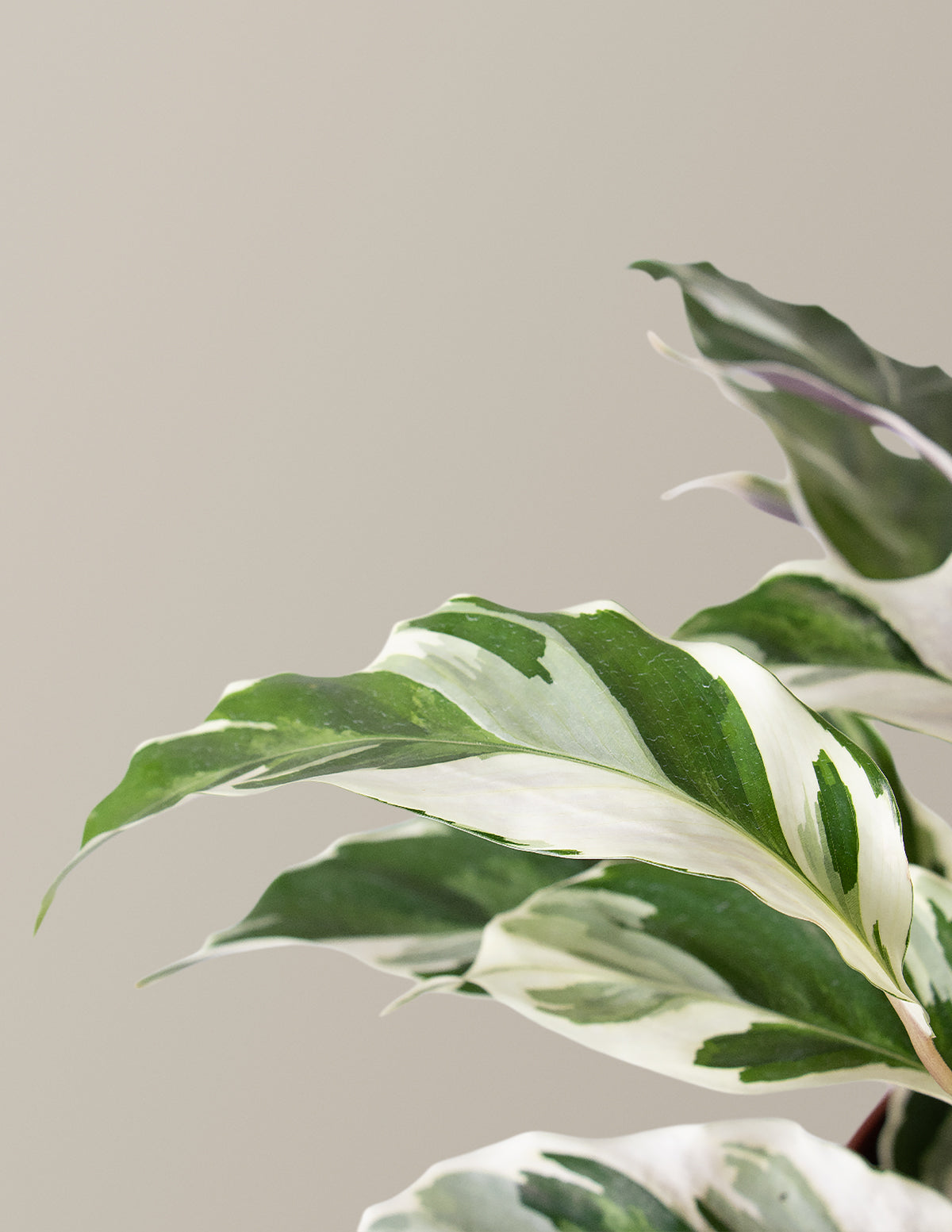 Calathea White Fusion